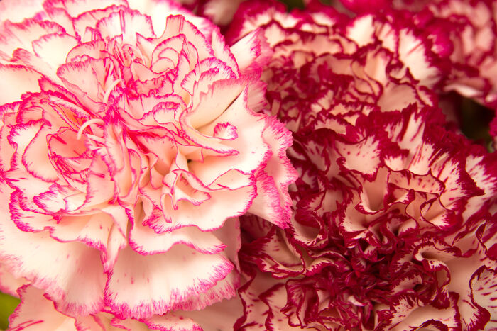 Uncommon Valentine's Day Flowers You Should Get Her | Carnations