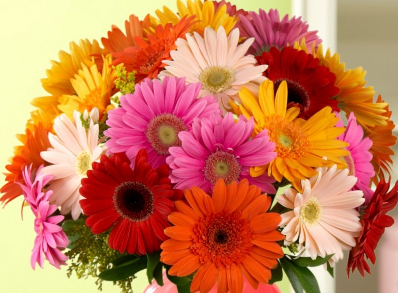Uncommon Valentine's Day Flowers You Should Get Her | Gerbera Dasies